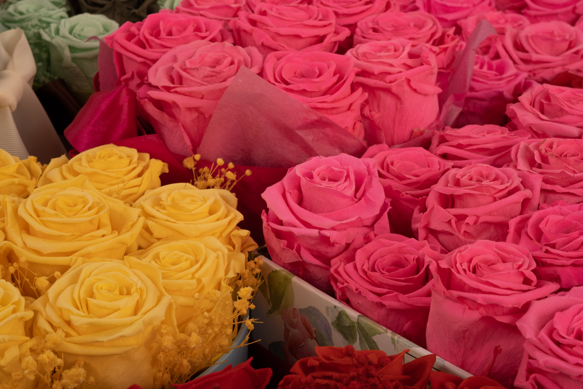 Rosas preservadas